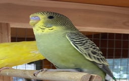 Budgerigars birds for sale: Baby budgies 8 weeks  - Image 6