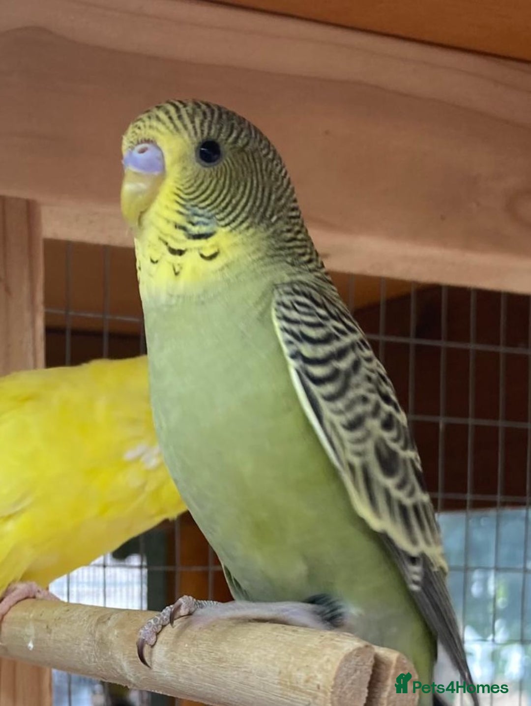 Budgerigars birds for sale: Baby budgies 8 weeks  - Image 6