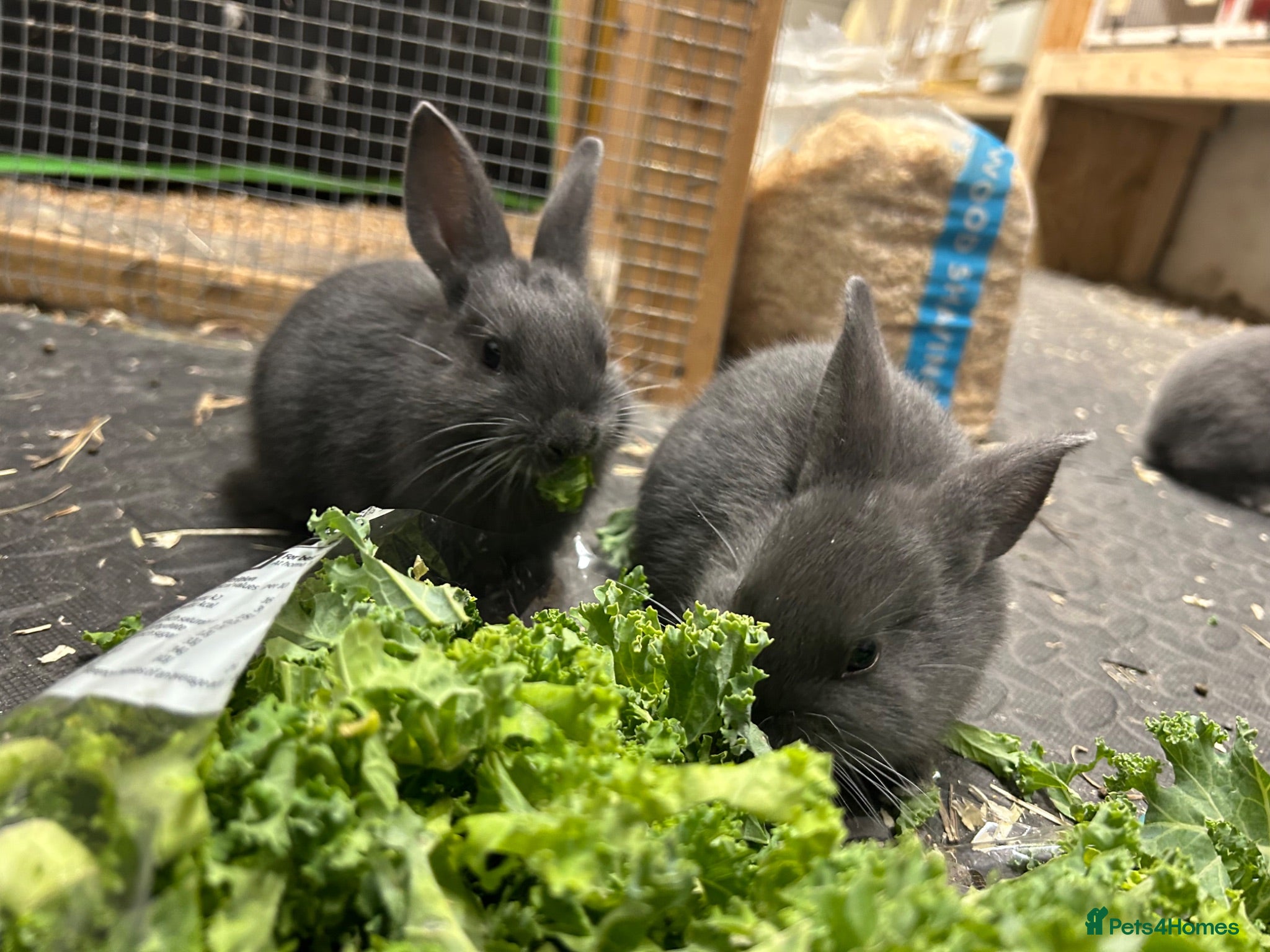 Mixed Breed rabbits Mini Rex x Mini Lop - Advert 3
