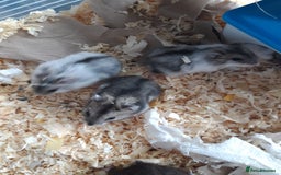 Hamster rodents for sale:  Russian Dwarf baby hamsters 2 for £20 in Manchester - Image 3