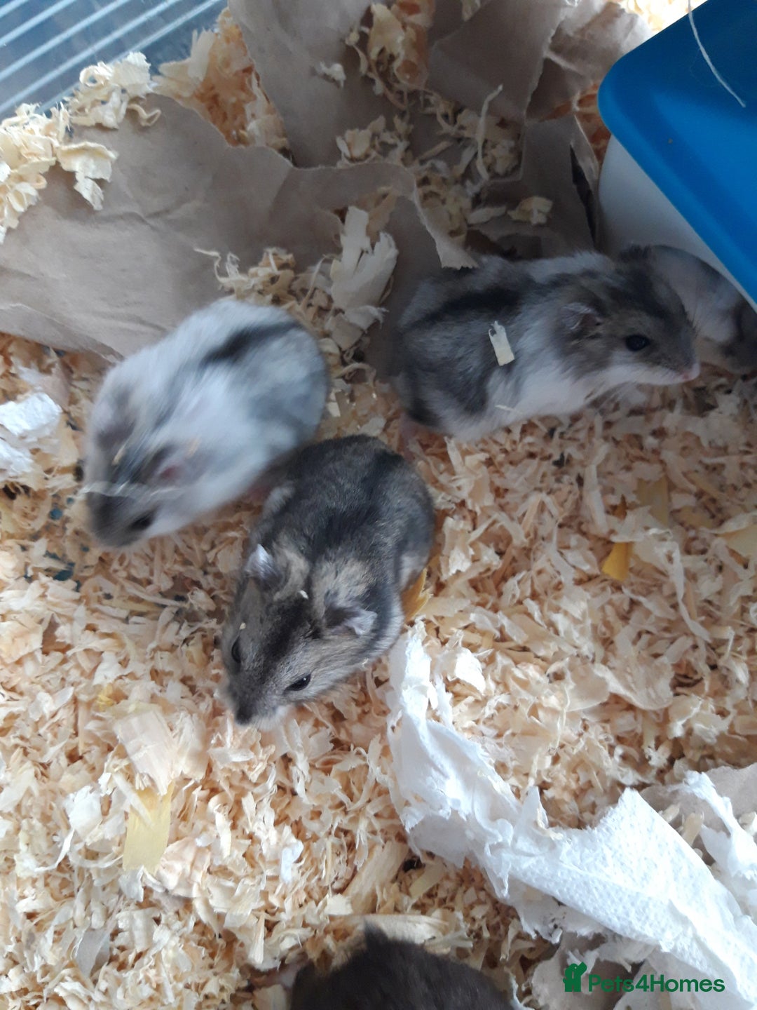 Hamster rodents for sale:  Russian Dwarf baby hamsters 2 for £20 in Manchester - Image 3