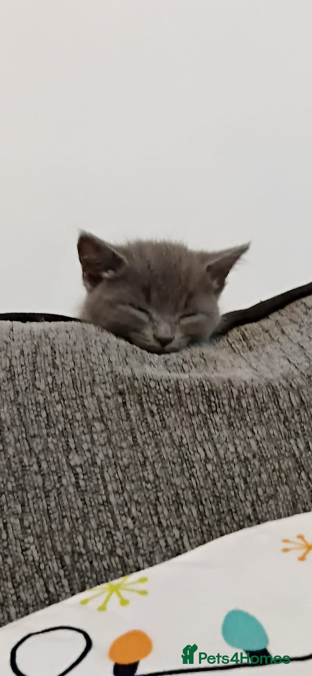 Mixed Breed cats for sale: 3 Blue British shorthair and Mancoon mixed kittens - Advert 16