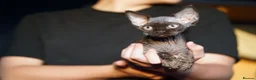 Devon Rex cats for sale: 🤎 Chocolate Devon Rex Boy Umber 🤎 - Advert 4