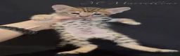Savannah cats for sale: Exceptional Quality Tica Regist. Savannah kittns - Advert 1