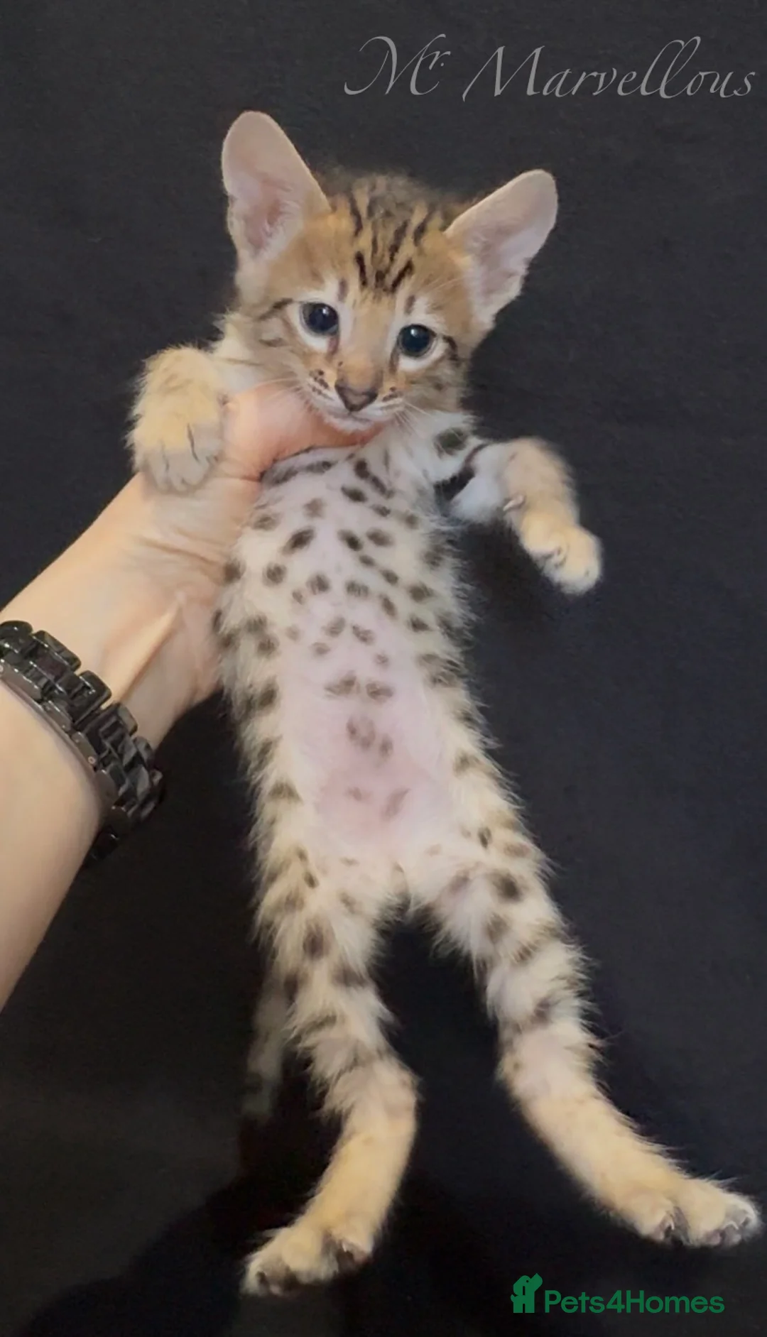 Savannah cats for sale: Exceptional Quality Tica Regist. Savannah kittns - Advert 1