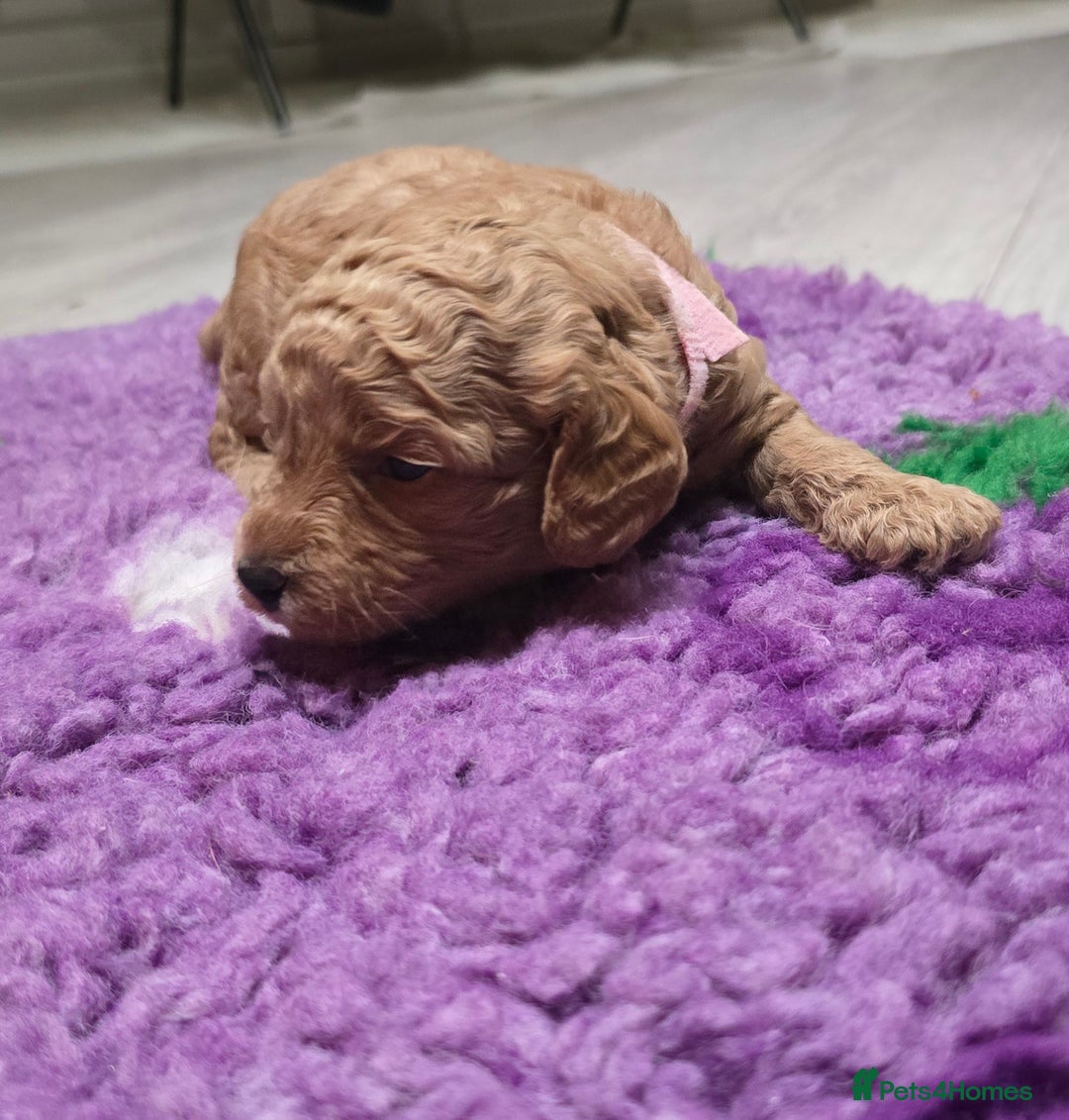 Cockapoo dogs for sale: STUNNING LITTER OF COCKAPOO F1B - Advert 5