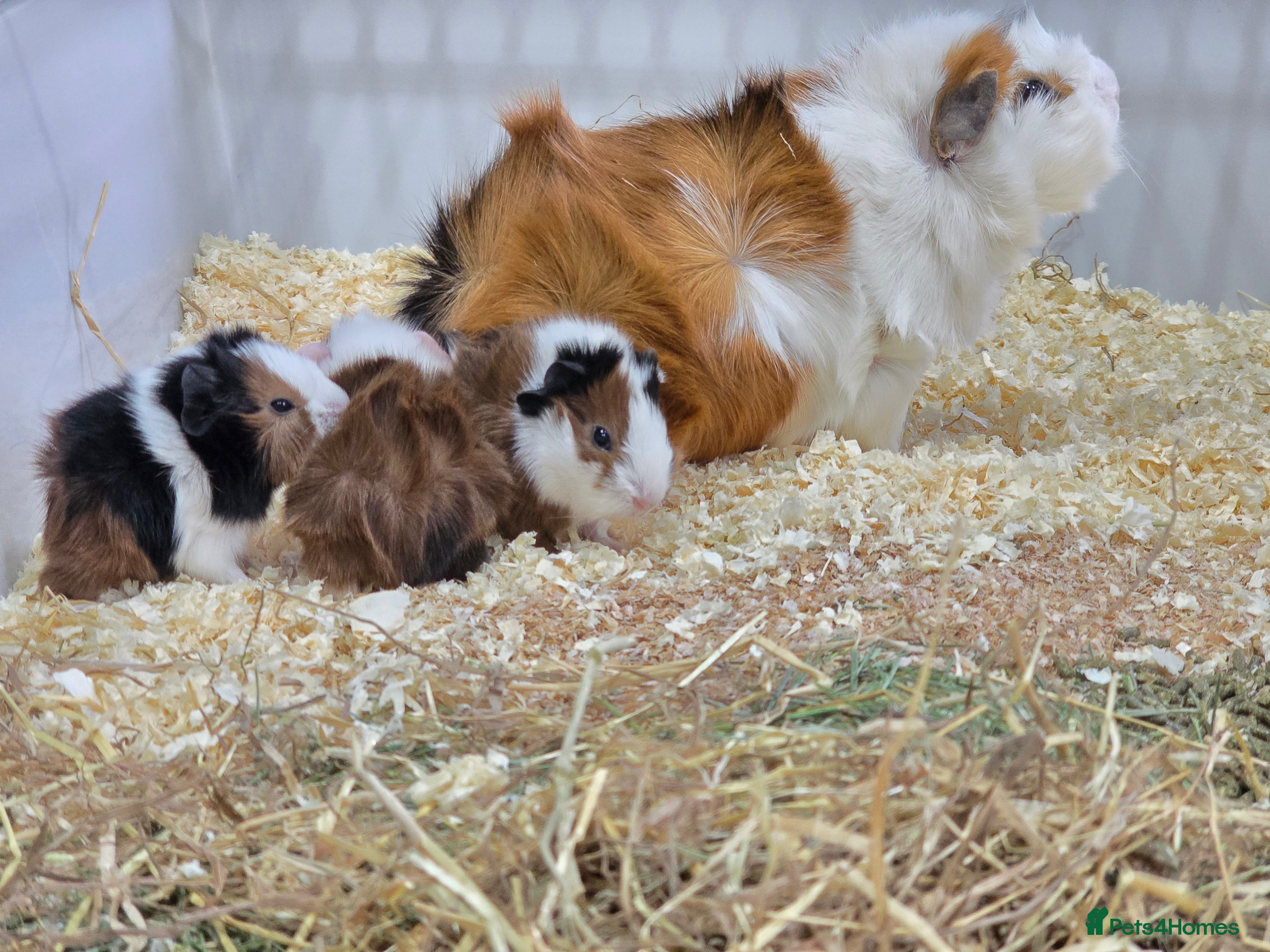 Guinea Pig rodents Abyssinian Guinea Pigs - Advert 14