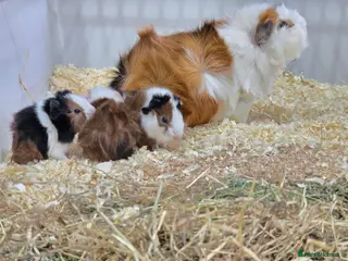 Guinea Pig rodents Abyssinian Guinea Pigs - Advert 14