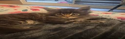 Maine Coon cats for sale: 4 fluffs for sale - Advert 23