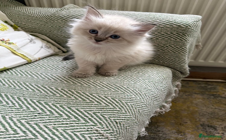 Ragdoll cats - Advert 2