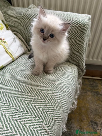 Ragdoll cats - Advert 15
