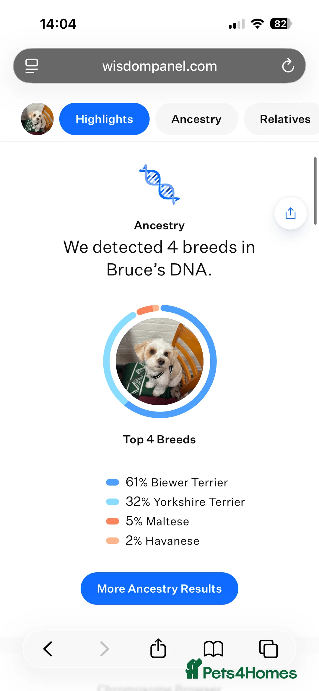 Biewer Terrier dogs for stud: Gold dust biewer for stud (health tested) in Weymouth - Advert 15