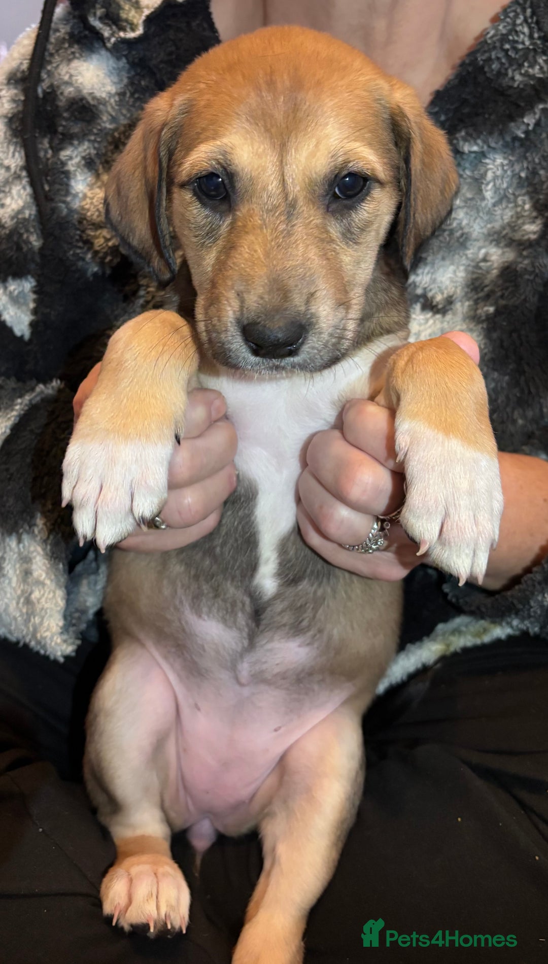 Mixed Breed dogs for sale: SalukiX⭐️ ONLY 4 Left ! READY TO GO  - Advert 9