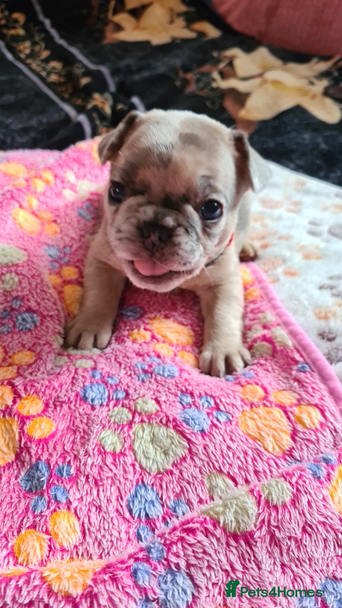 French Bulldog dogs for sale: French bulldog - Advert 9