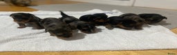 Yorkshire Terrier dogs for sale: Stunning rare coloured merle yokies. - Advert 6