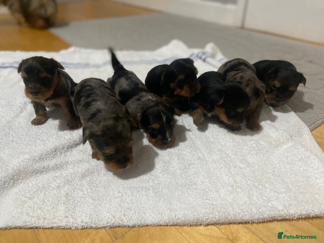 Yorkshire Terrier dogs for sale: Stunning rare coloured merle yokies. - Advert 6
