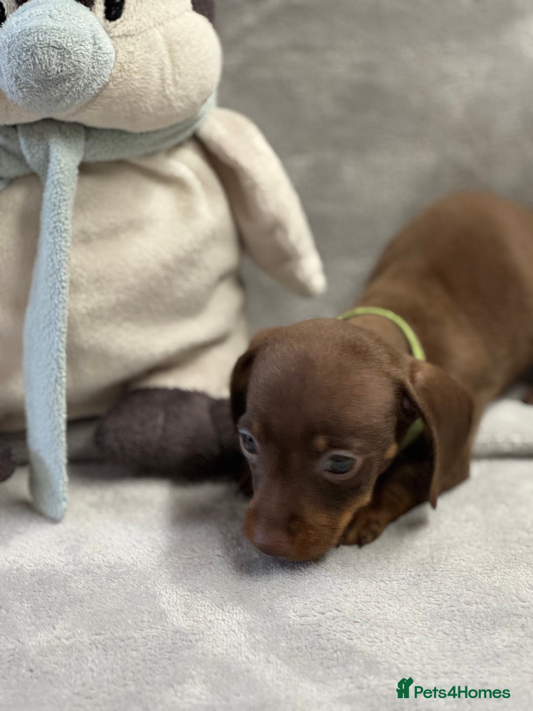 Miniature Dachshund dogs for sale: Miniature dachshund  - Image 8