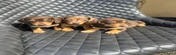 Dachshund dogs for sale: Dachshund puppies  - Advert 8