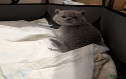 British Shorthair cats for sale: Lilac and Black British Shorthair kittens  - Image 9