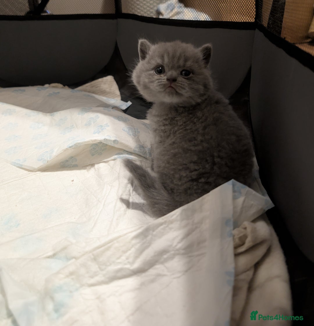 British Shorthair cats for sale: Lilac and Black British Shorthair kittens  - Image 9