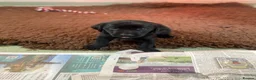 Mixed Breed dogs for sale: Puppies for sale  - Advert 6