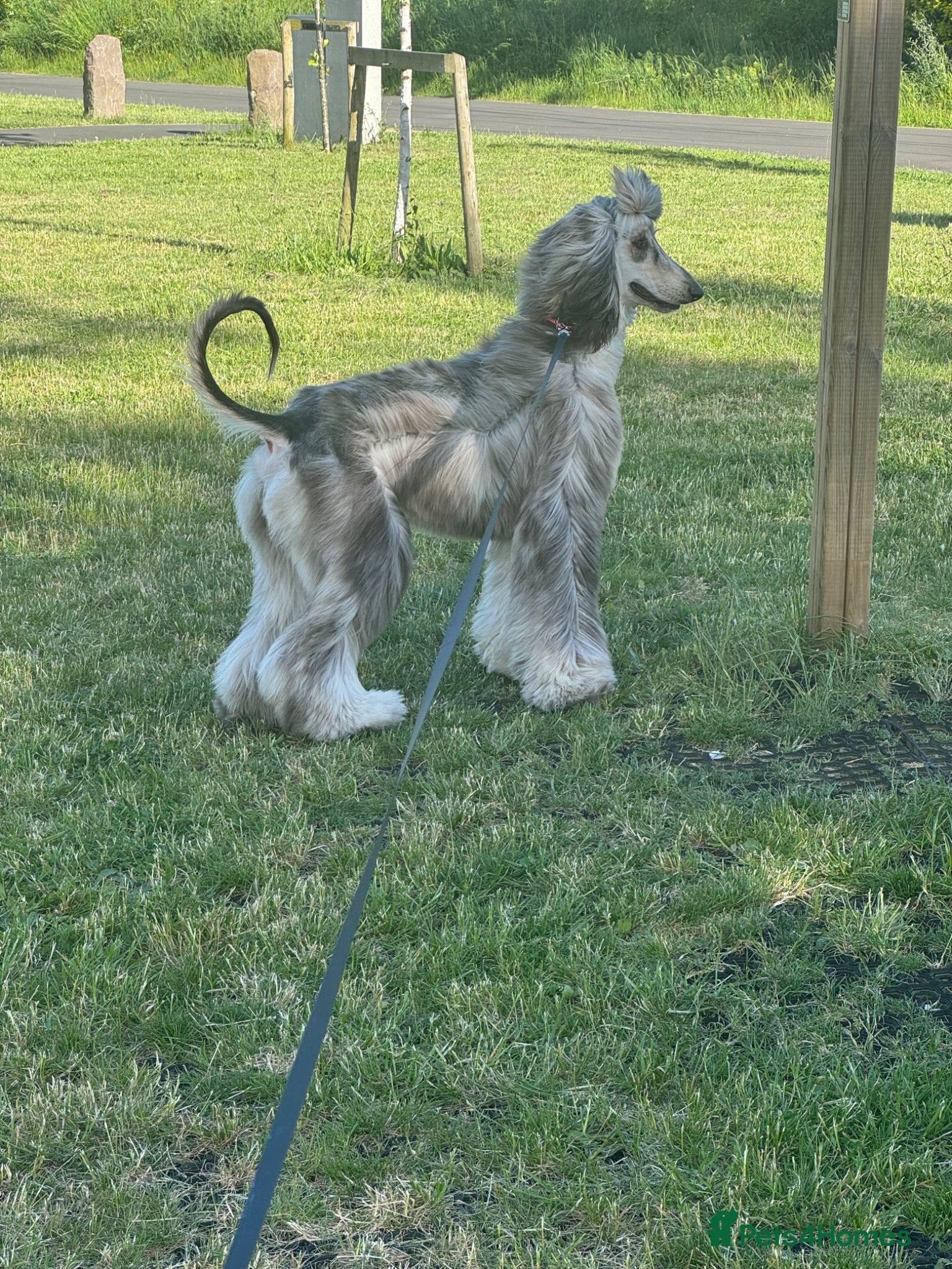 Afghan Hound dogs Female Afghan hound  - Advert 1