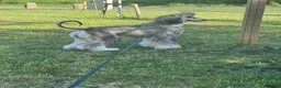 Afghan Hound dogs for sale: Female Afghan hound  - Advert 1