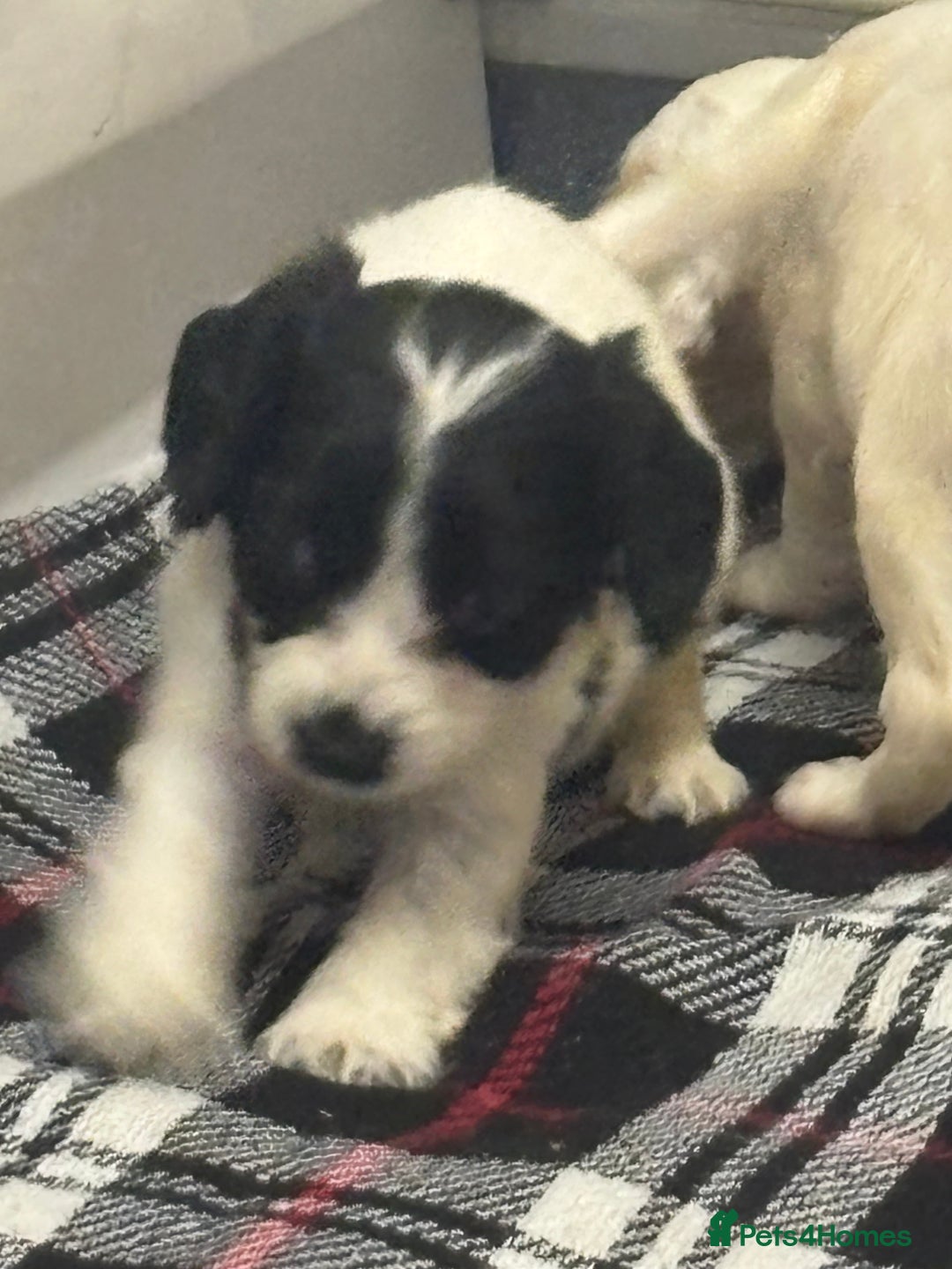 Cocker Spaniel dogs for sale: Adorable Show type cocker spaniel puppy’s  - Image 30