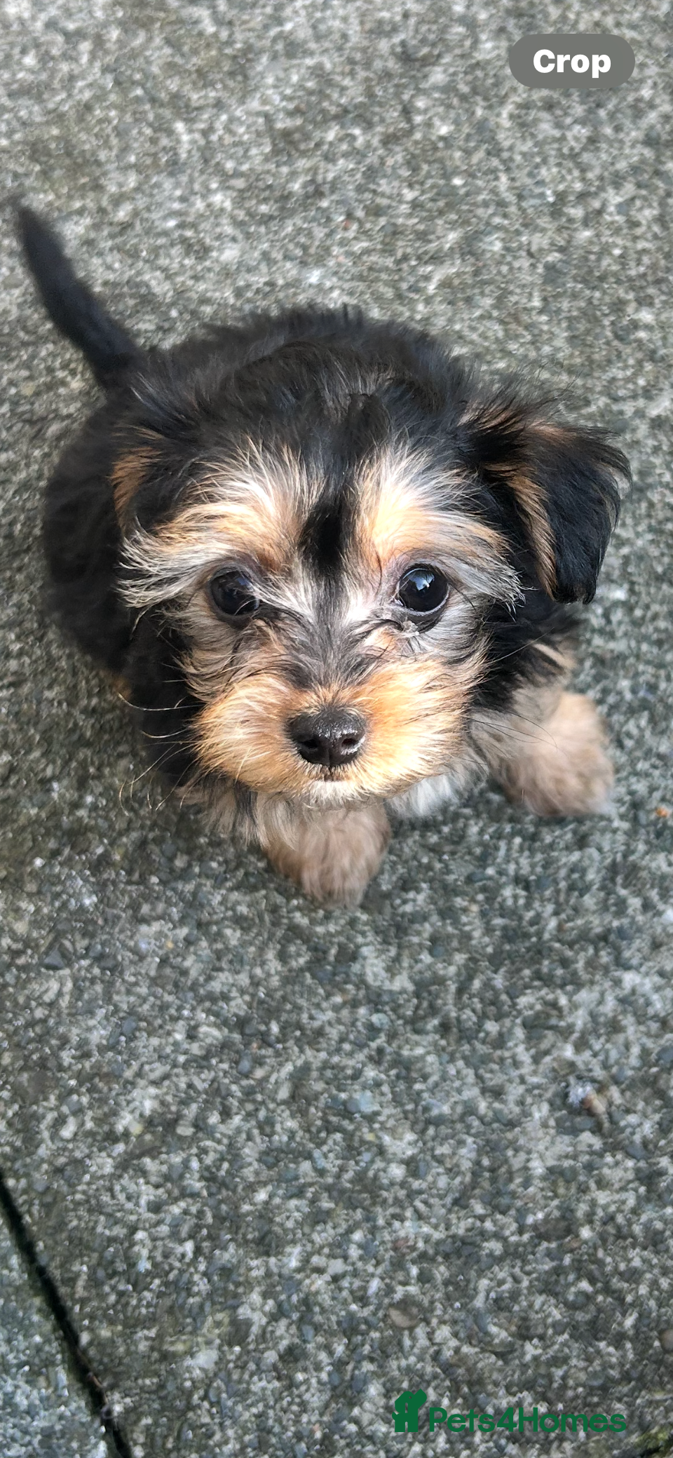 Morkie dogs Miniature morkie teddy bears  - Advert 1