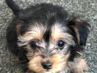 Morkie dogs Miniature morkie teddy bears - Advert 4