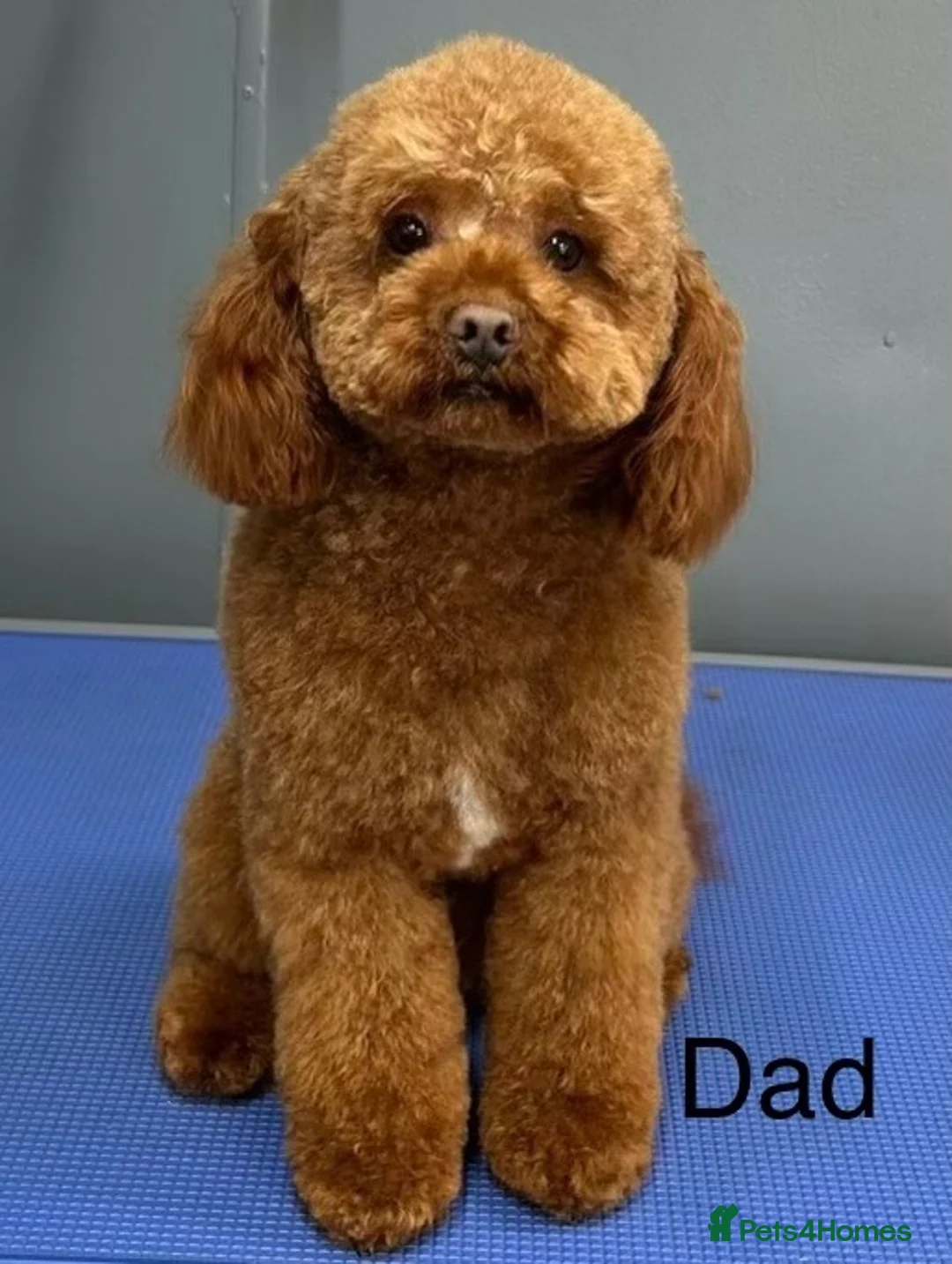 Cockapoo dogs for sale: Cockapoo F1b non moulting health tested - Advert 2