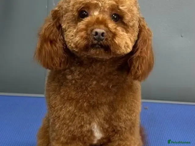 Cockapoo dogs for sale: Cockapoo F1b non moulting health tested - Advert 2