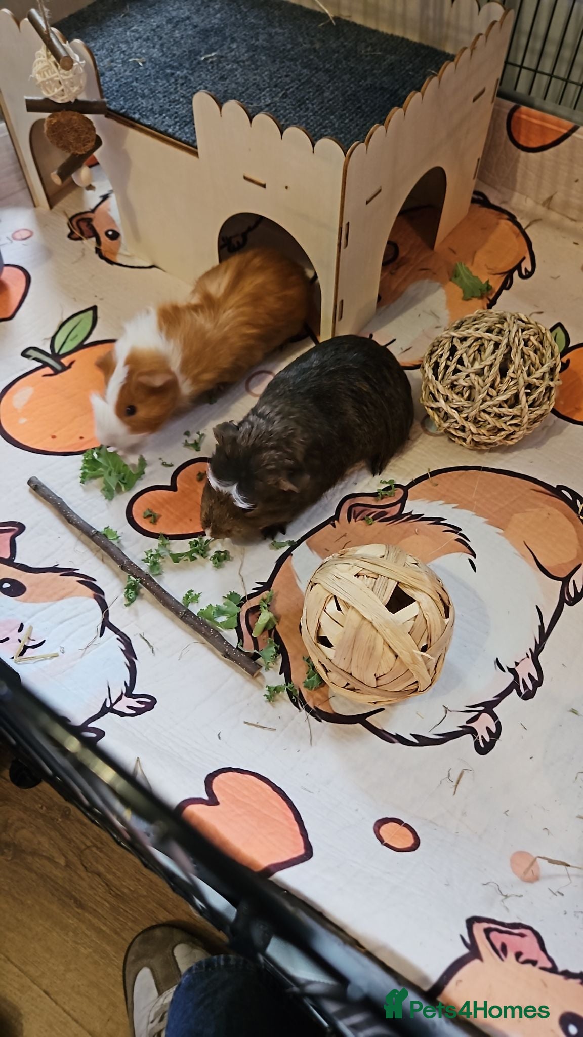 Guinea Pig rodents Guinea Pigs Rolo and Mo 4 months old - Advert 1