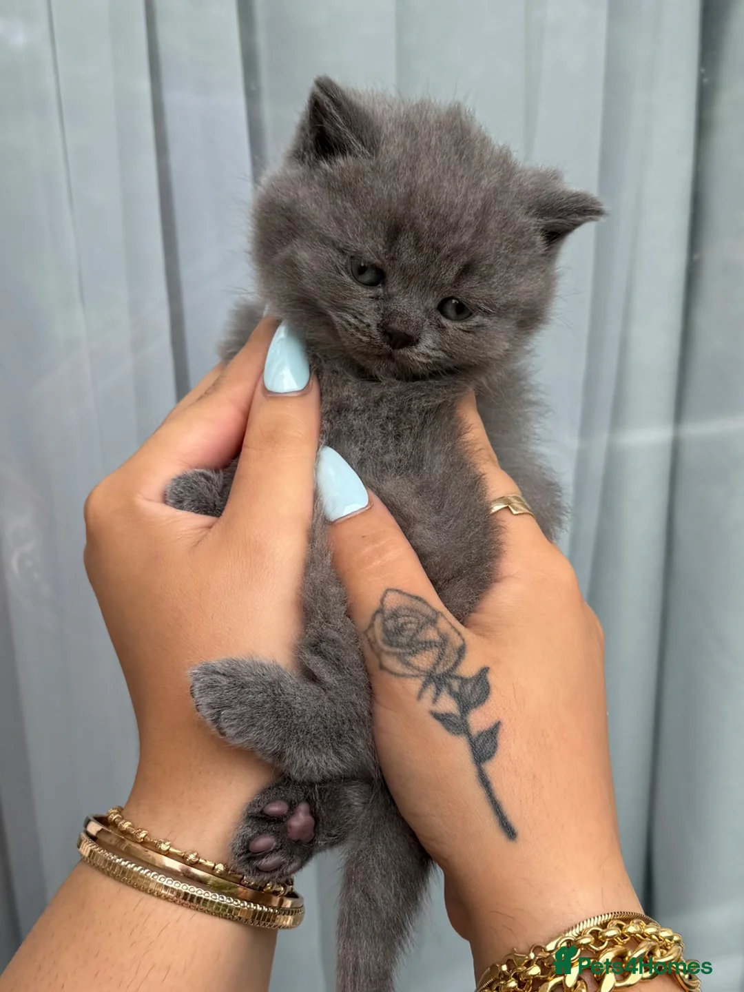 British Shorthair cats for sale: British shorthair kittens  - Advert 2
