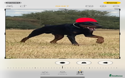 Dobermann dogs for sale: Doberman Puppies - Image 12