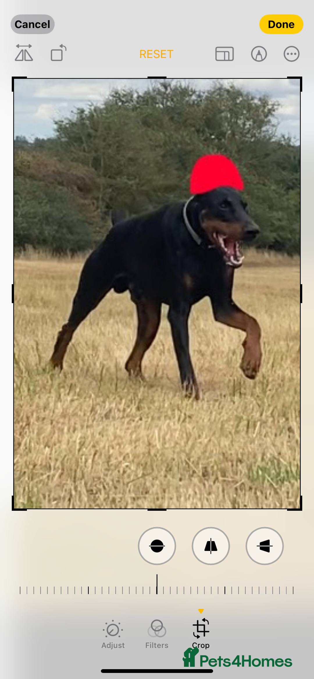 Dobermann dogs for sale: Doberman Puppies - Image 12