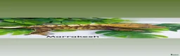 Gecko reptiles for sale: Crested gecko collection  - Advert 12