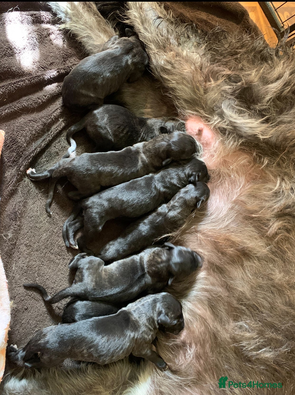 Deerhound dogs KC Reg Pedigree Scottish Deerhound Puppies - Advert 1