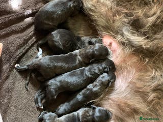 Deerhound dogs KC Reg Pedigree Scottish Deerhound Puppies - Advert 2
