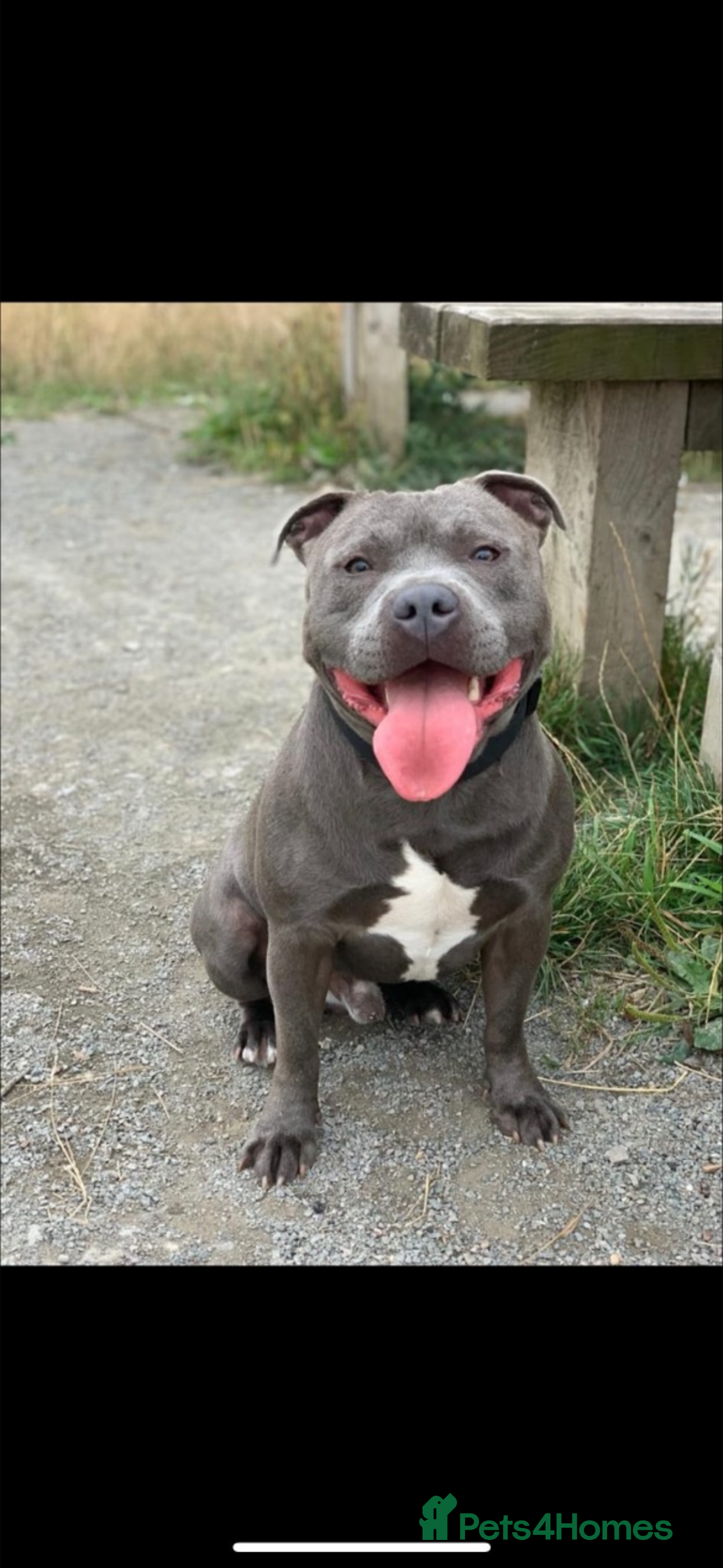 Staffordshire Bull Terrier dogs Ripple Effect available for stud  in Swadlincote - Advert 11