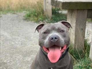 Staffordshire Bull Terrier dogs Ripple Effect available for stud in Swadlincote - Advert 11