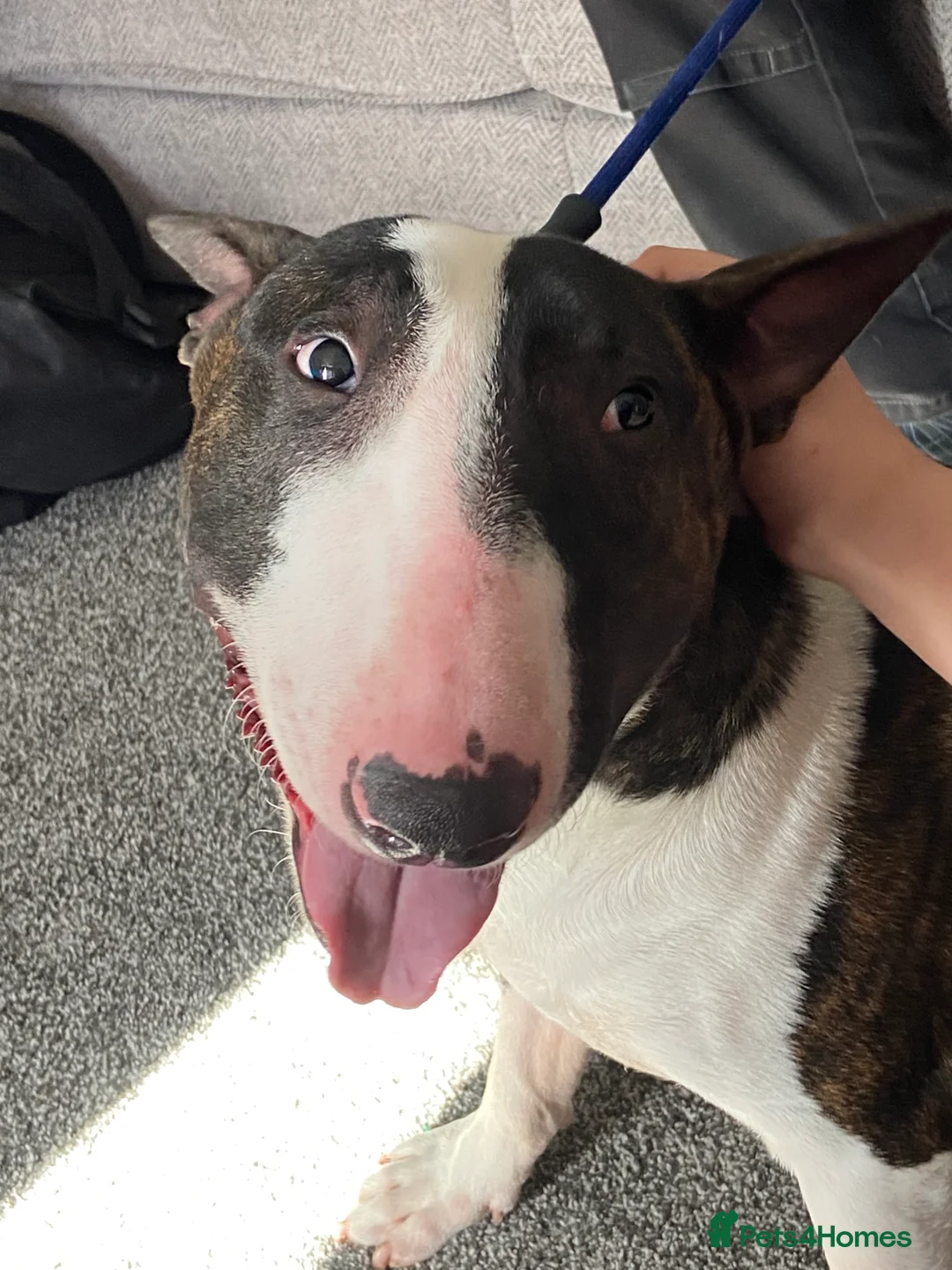 English Bull Terrier dogs for stud: Handsome English bull terrier CRUFTS QUALIFIER in Croydon - Advert 4