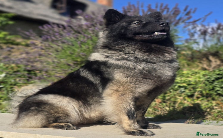 Eurasier dogs - Advert 1