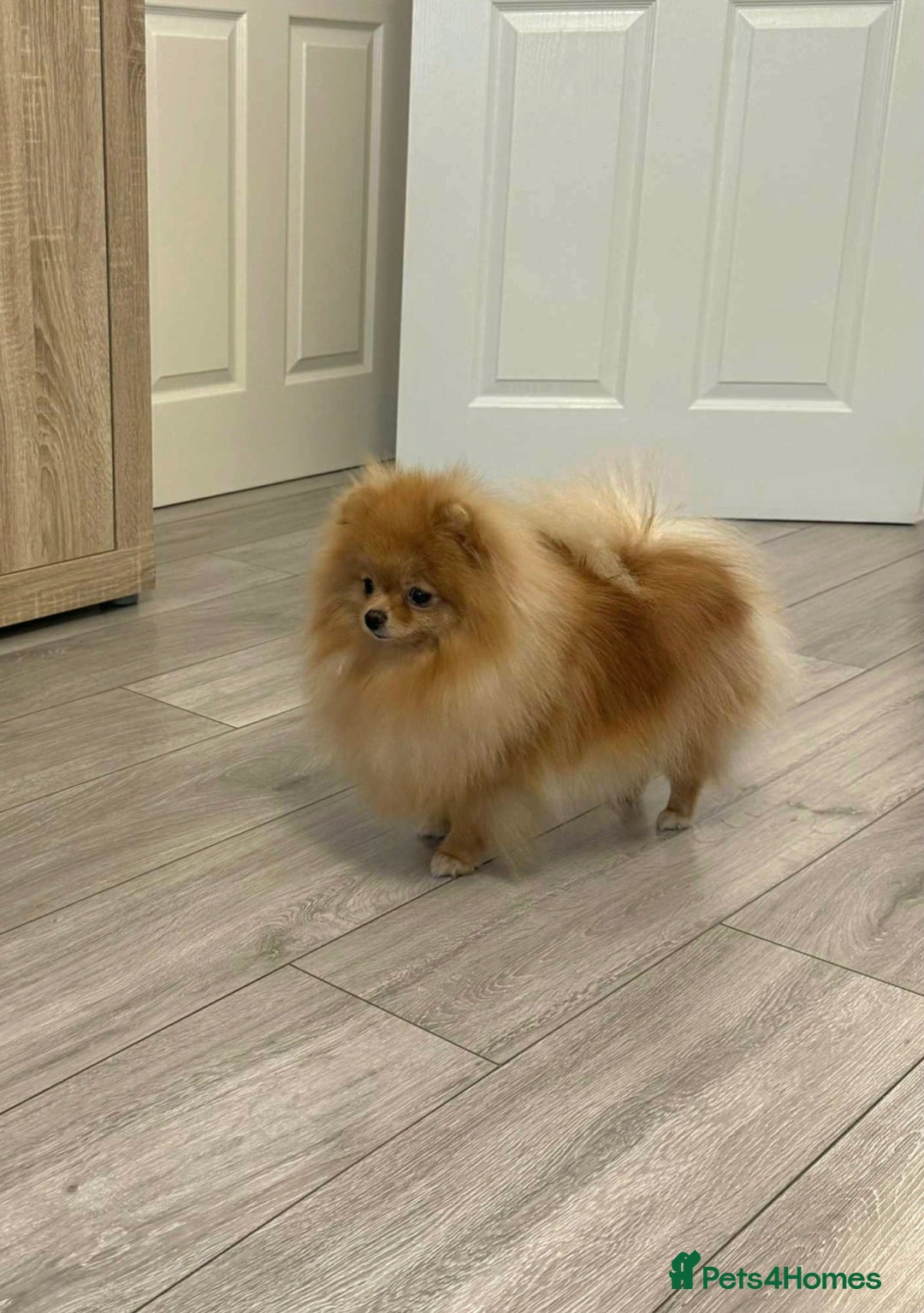 Pomeranian dogs for sale: Stunning KC Pomeranian female 🏆🎖 - Image 6
