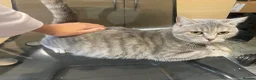 Bengal cats for sale: Bengal mixed tabby  - Advert 1