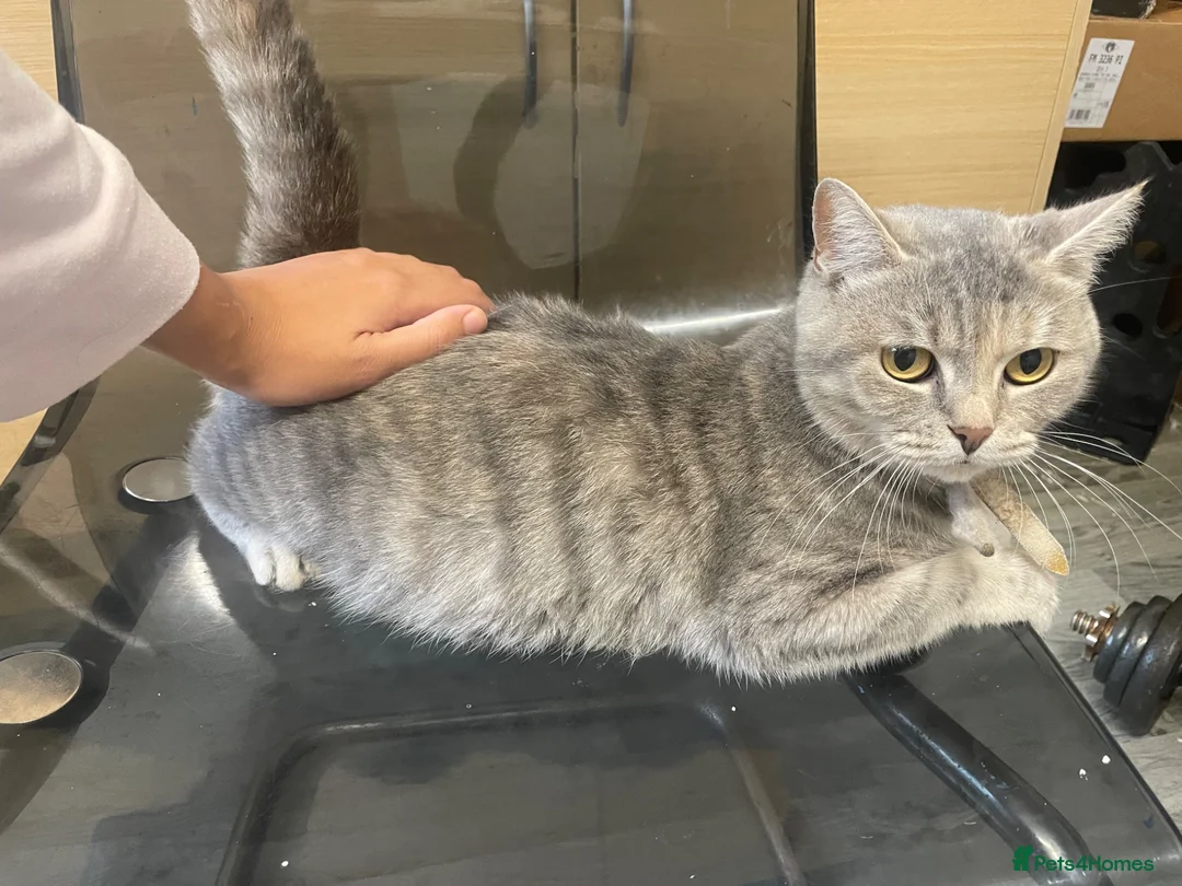 Bengal cats for sale: Bengal mixed tabby  - Advert 1