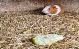 Guinea Pig rodents for sale: 2x 5 month old female guinea pigs  - Image 4