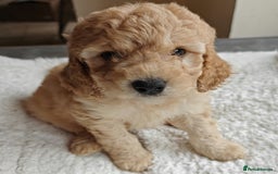 Cockapoo dogs for sale: Gorgous F1B Cockapoo Puppies ready 12th October  - Image 22