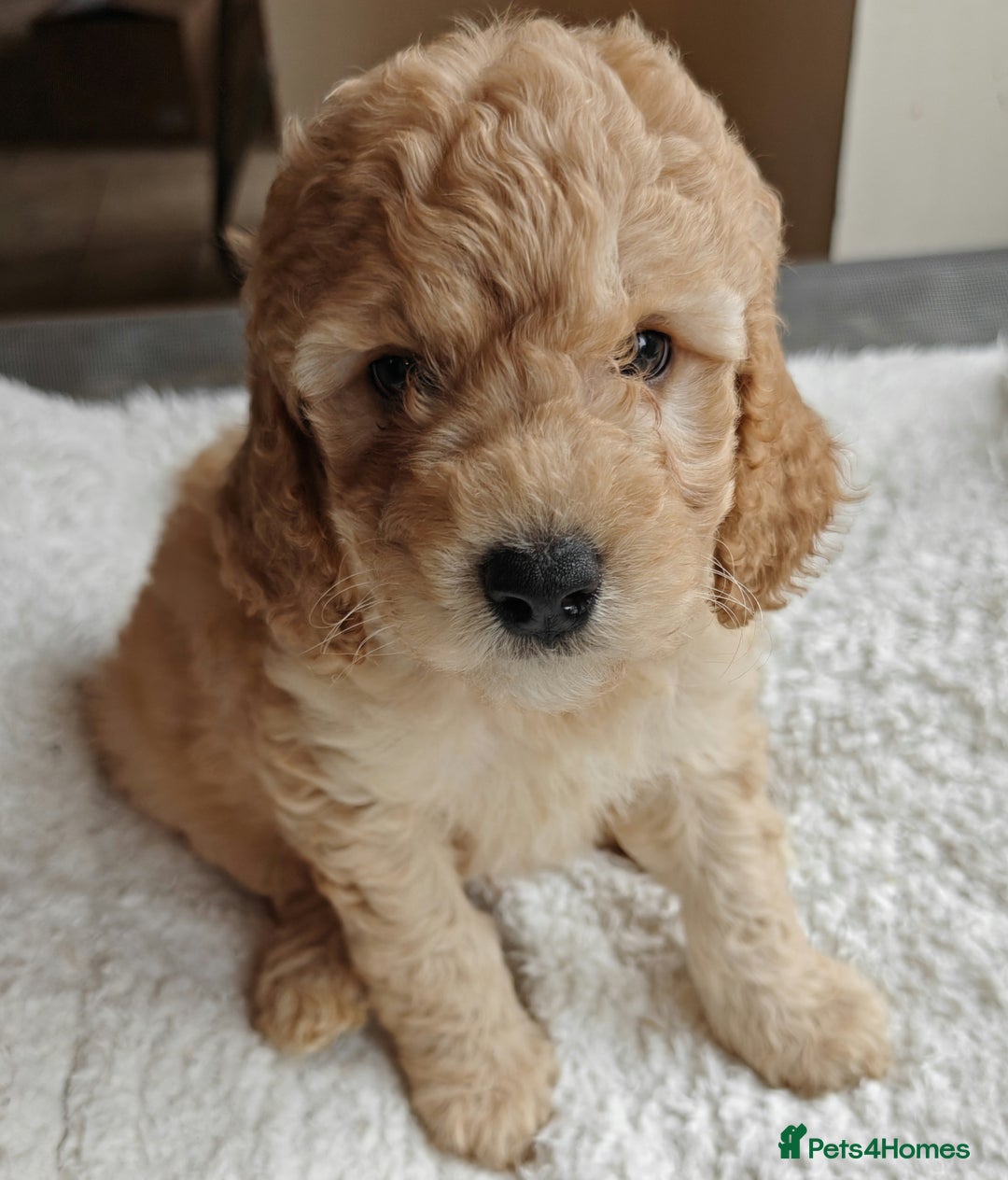 Cockapoo dogs for sale: Gorgous F1B Cockapoo Puppies ready 12th October  - Image 22