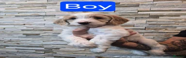 Cockapoo boy 4